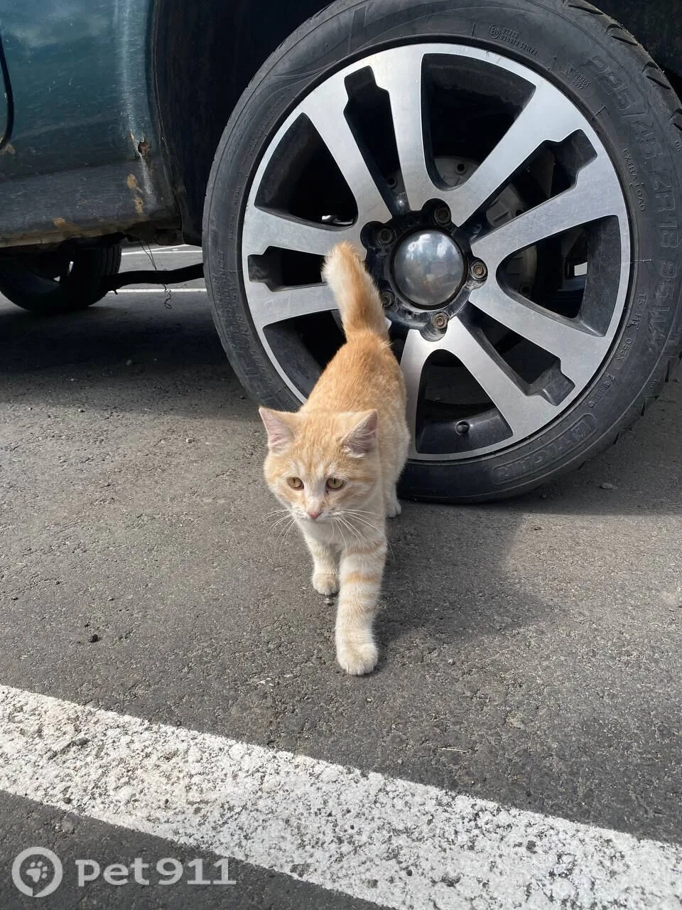 Найдена кошка в Пензе — фото питомца