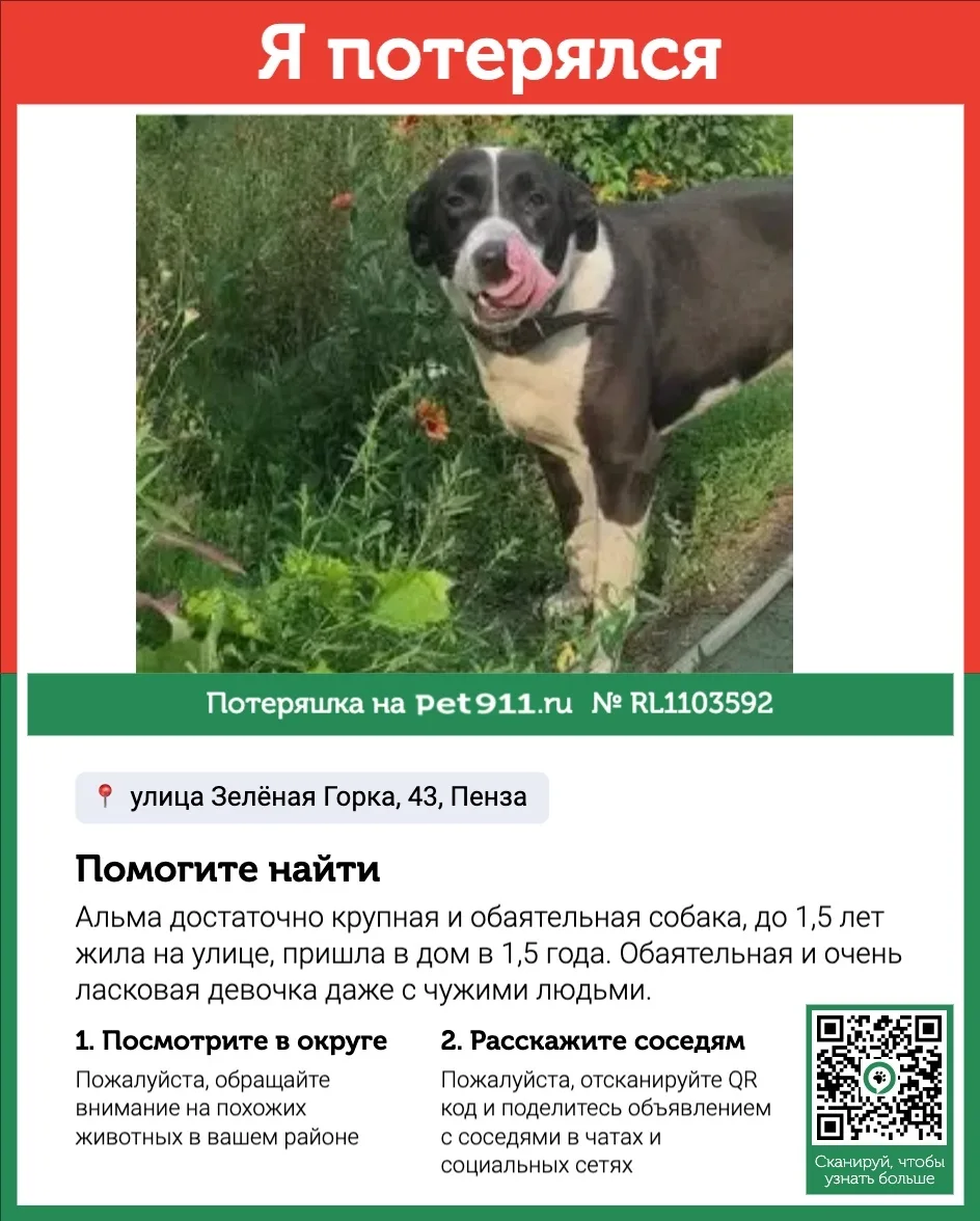 Пропала собака в Пензе — фото питомца
