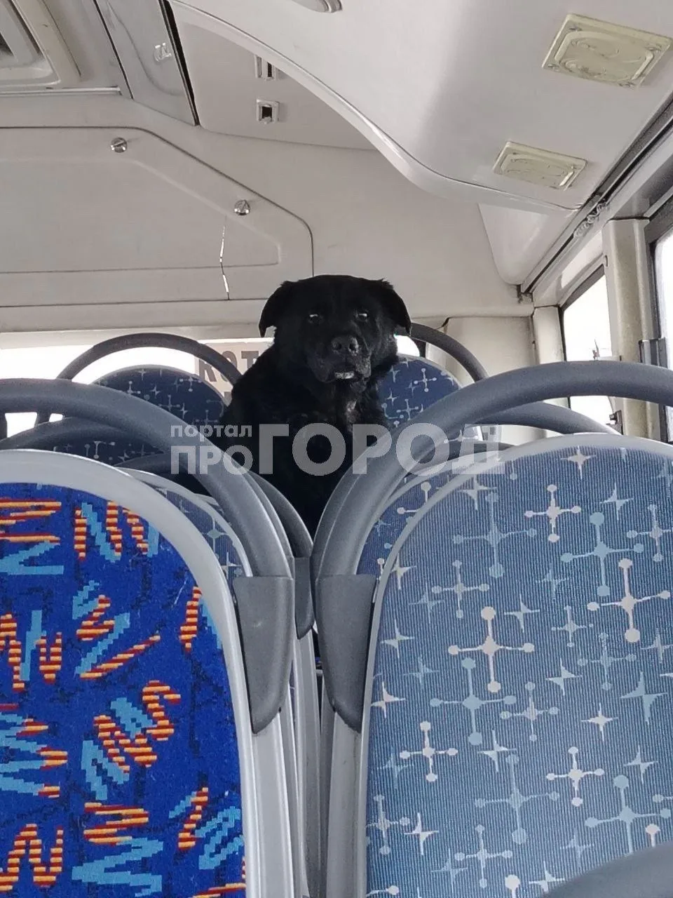 Найдена собака в Чебоксарах — фото питомца