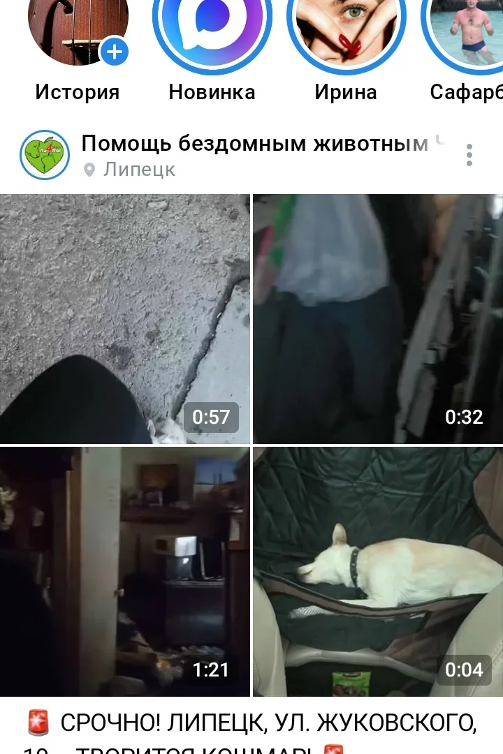 Найдена собака в Липецке — фото питомца