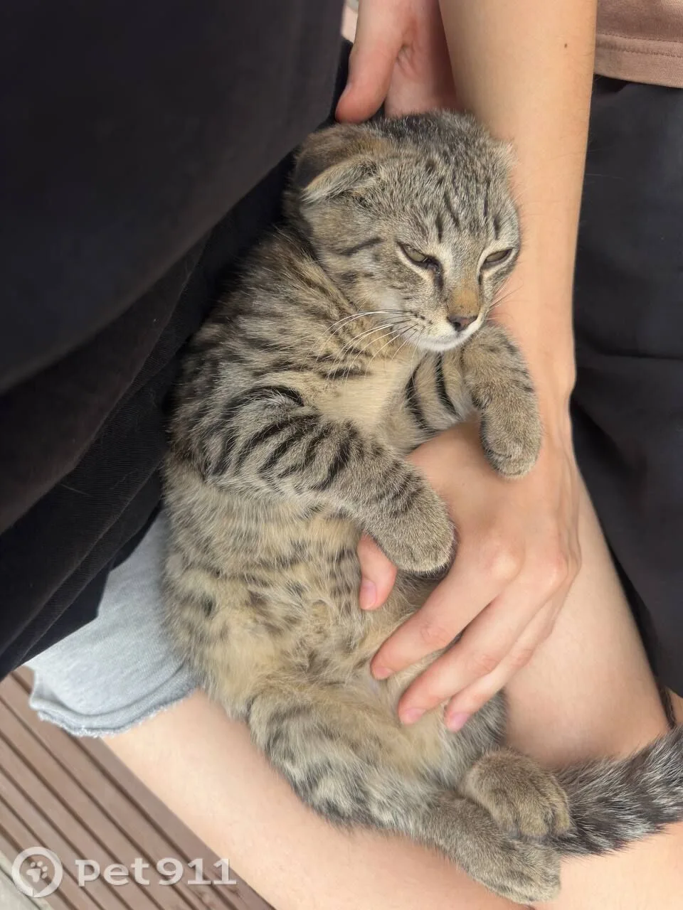Найдена кошка в Пензе — фото питомца