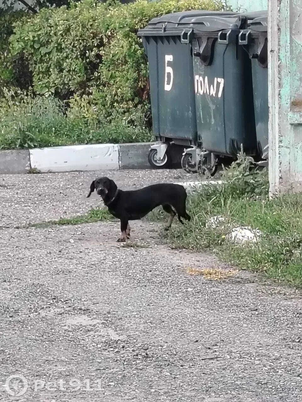 Найдена собака в Пензе — фото питомца