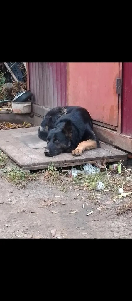Пропала собака в Пензе — фото питомца