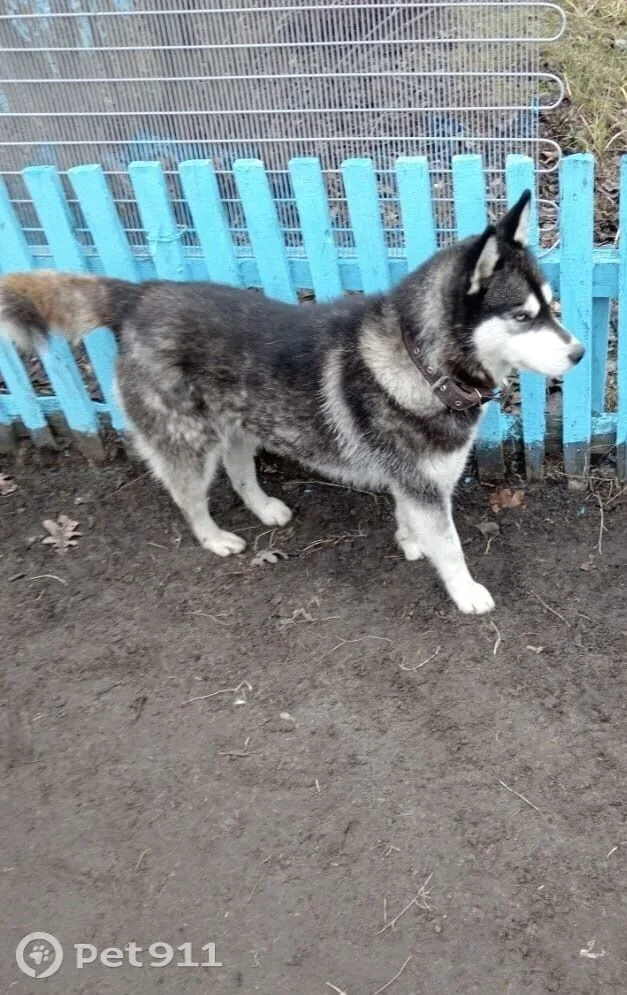 Найдена собака в Пензе — фото питомца