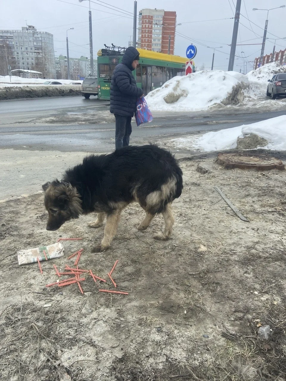 Пропала собака в Пензе — фото питомца