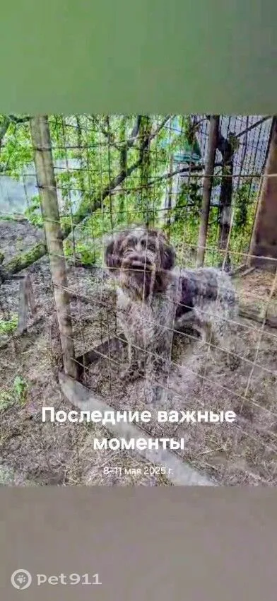 Пропала собака в Пензе — фото питомца