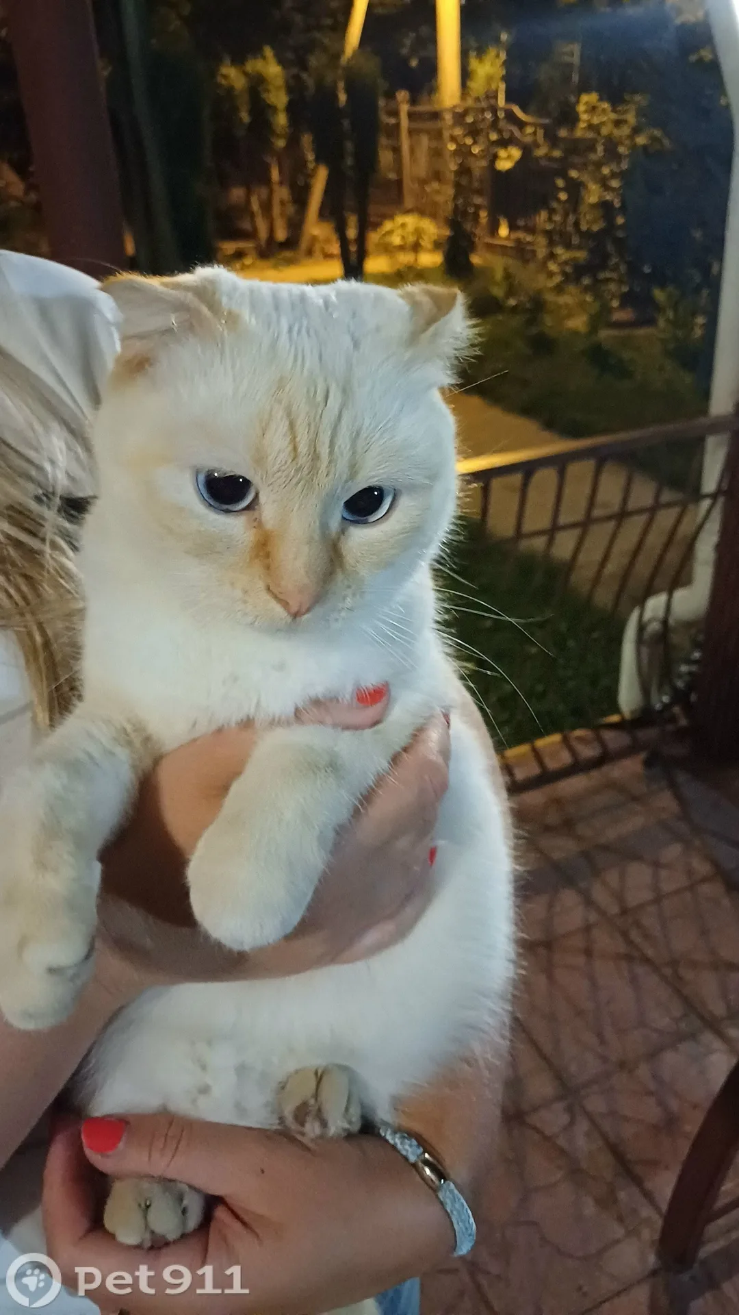 Найдена кошка в Пензе — фото питомца