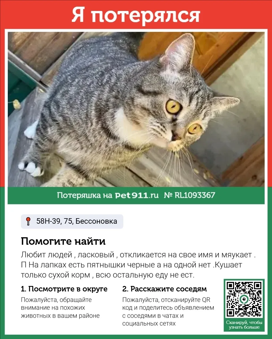 Пропала кошка в Пензе — фото питомца