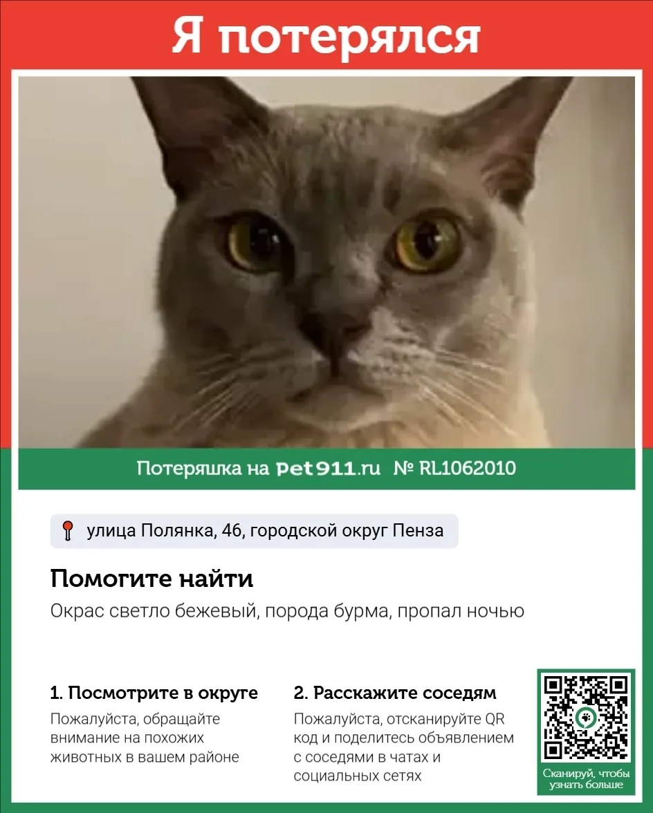 Пропала кошка в Пензе — фото питомца