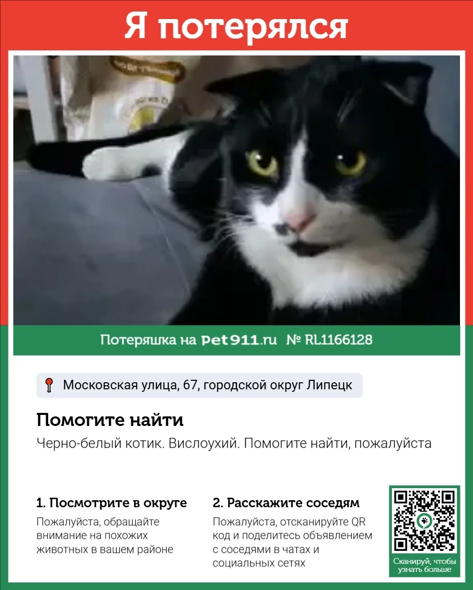 Пропала кошка в Липецке — фото питомца