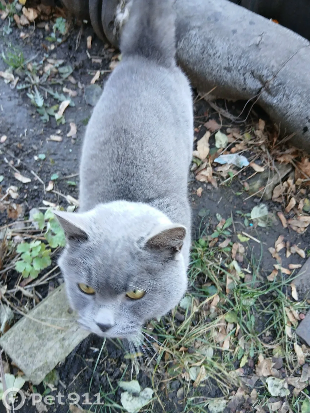Найдена кошка в Пензе — фото питомца