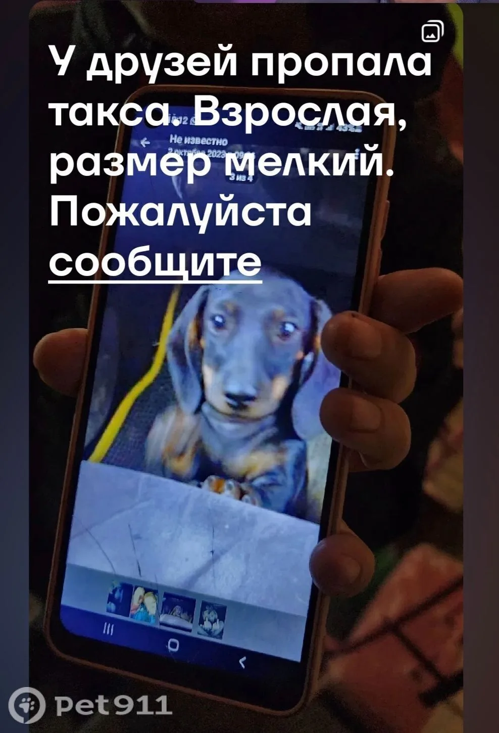 Пропала собака в Пензе — фото питомца