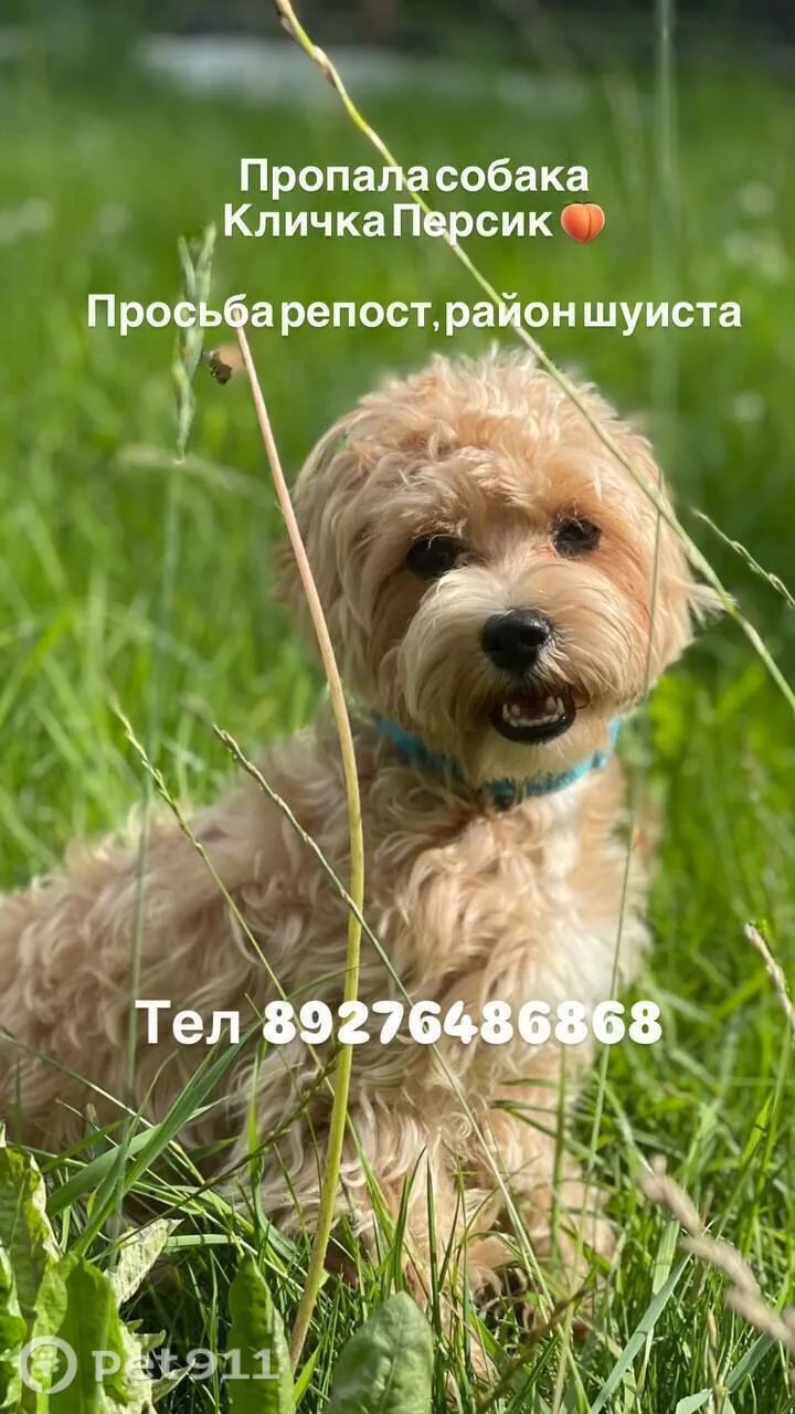 Пропала собака в Пензе — фото питомца