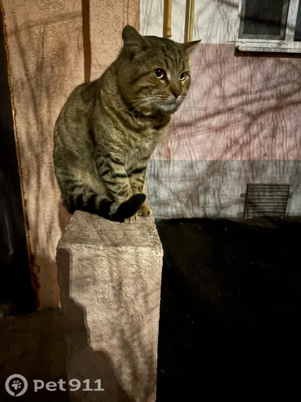Найдена кошка в Пензе — фото питомца