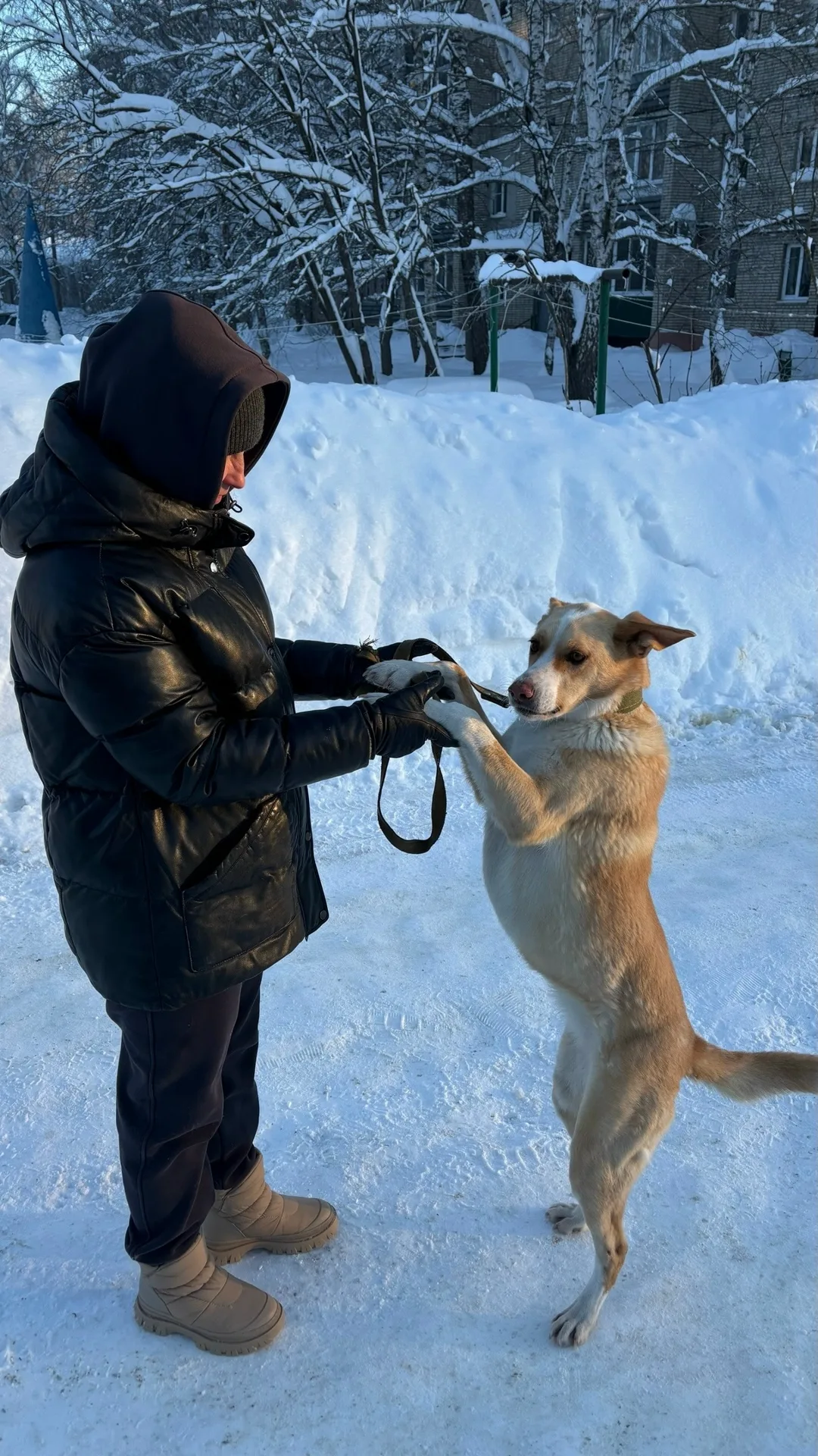 Найдена собака в Пензе — фото питомца