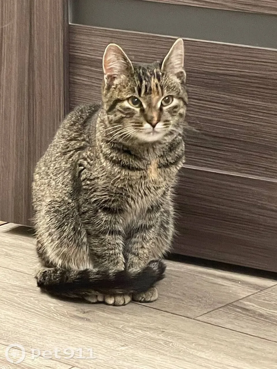 Найдена кошка в Пензе — фото питомца