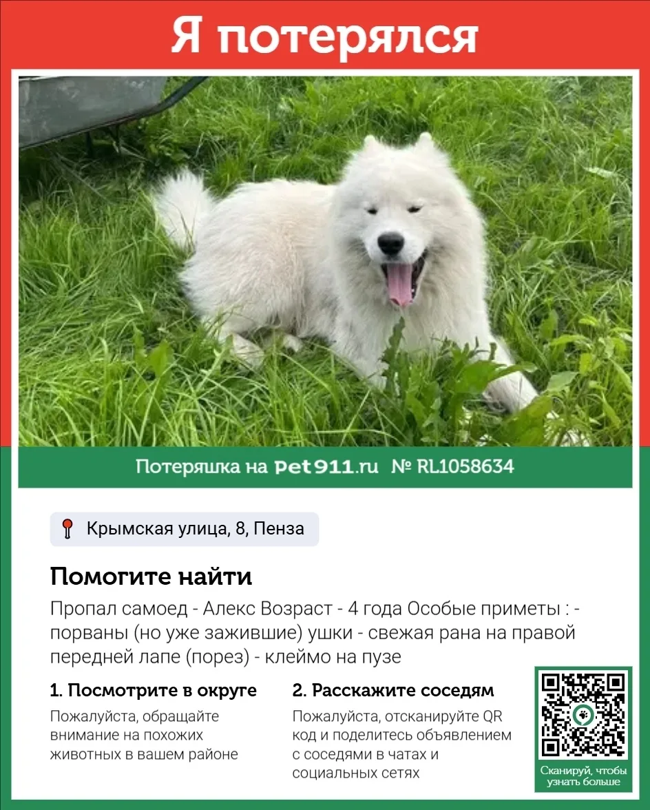 Пропала собака в Пензе — фото питомца