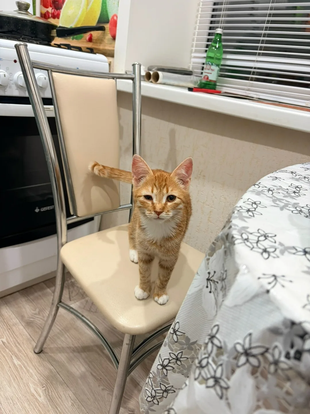 Найдена кошка в Пензе — фото питомца