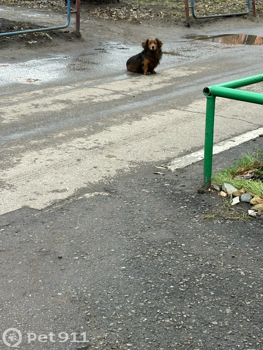 Найдена собака в Пензе — фото питомца