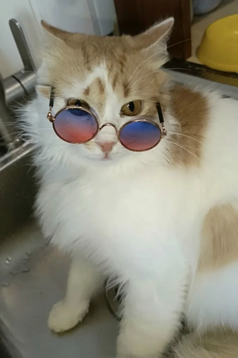 Найдена кошка в Чебоксарах — фото питомца