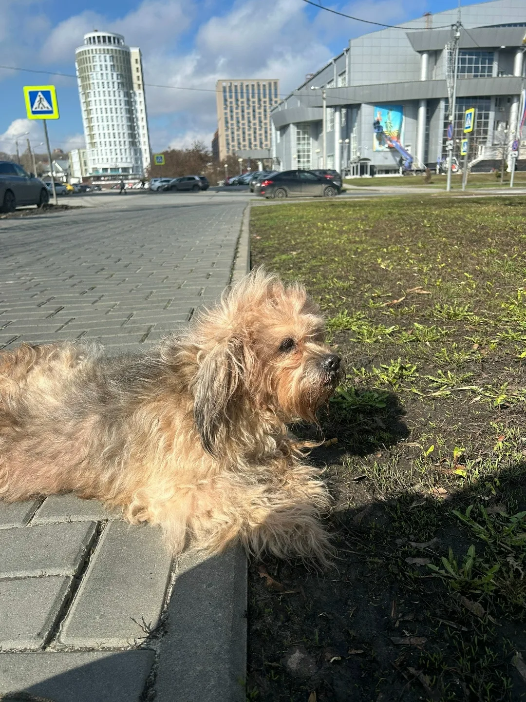 Найдена собака в Пензе — фото питомца
