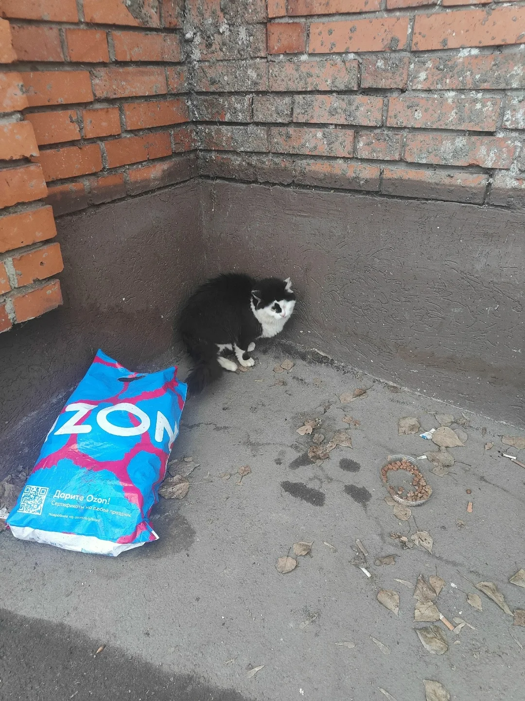 Найдена кошка в Пензе — фото питомца