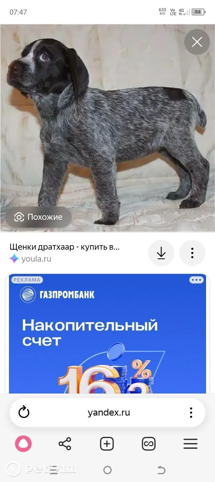 Пропала собака в Липецке — фото питомца