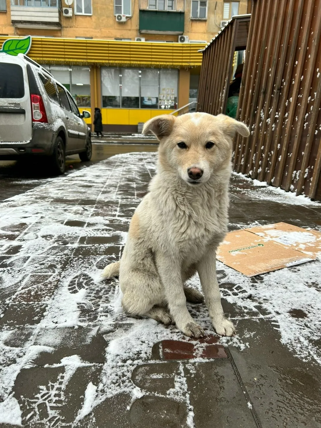 Найдена собака в Липецке — фото питомца
