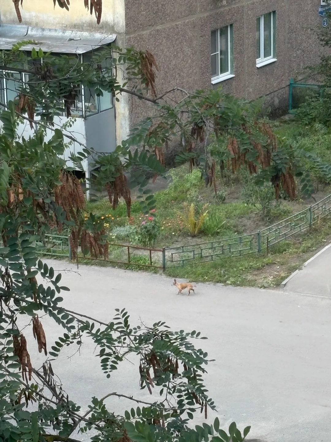 Найдена собака в Липецке — фото питомца