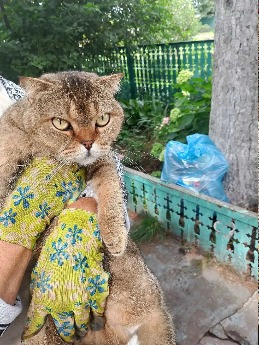 Найдена собака в Липецке — фото питомца