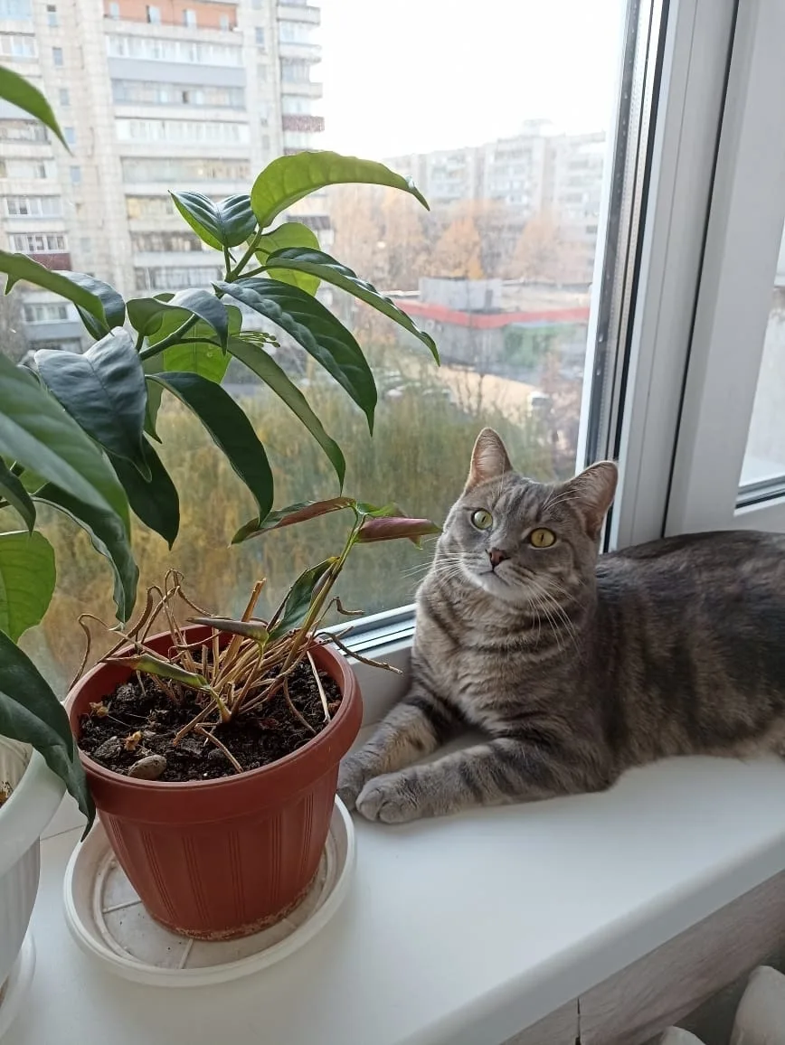 Найдена собака в Липецке — фото питомца