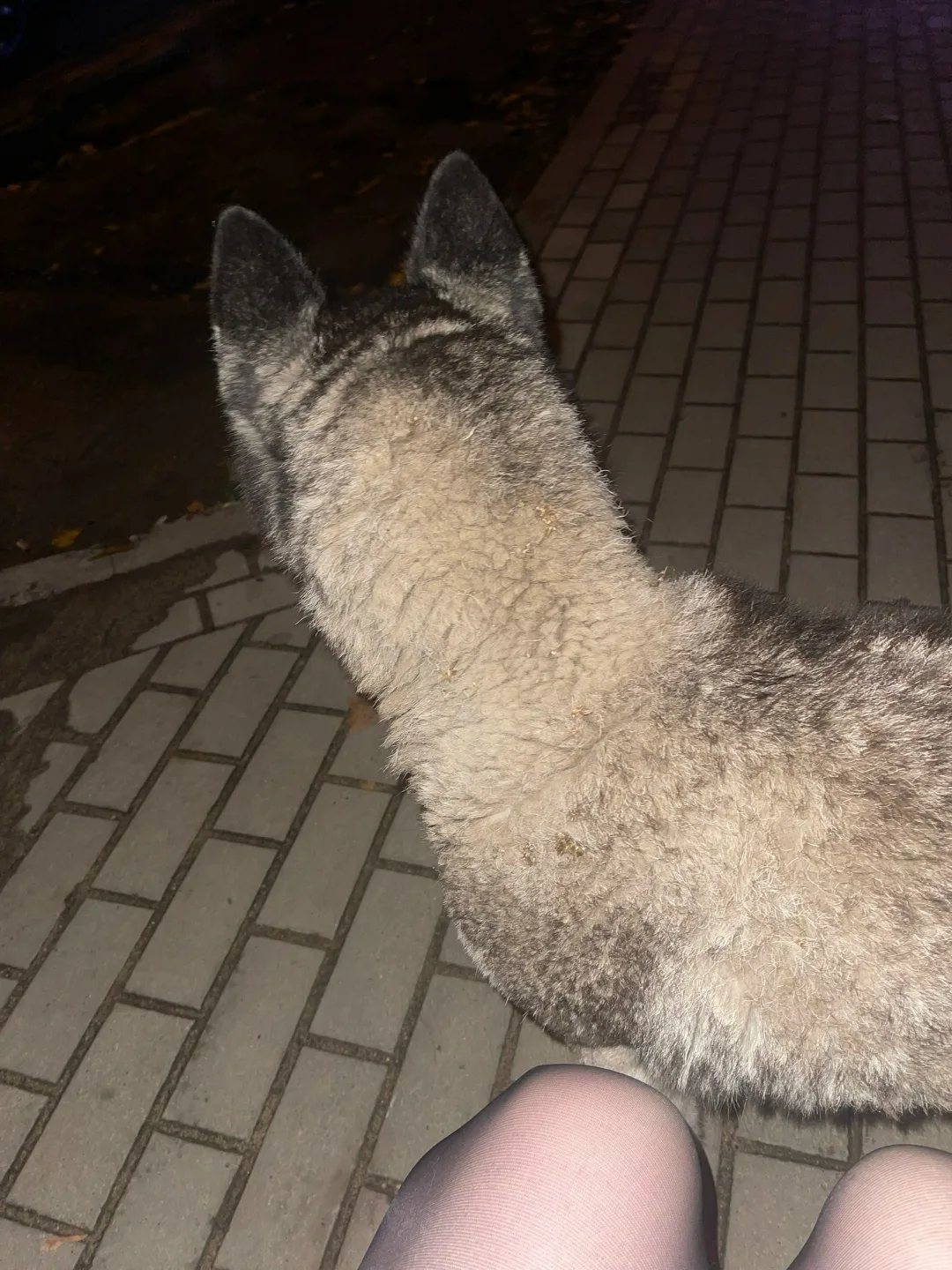 Найдена собака в Липецке — фото питомца