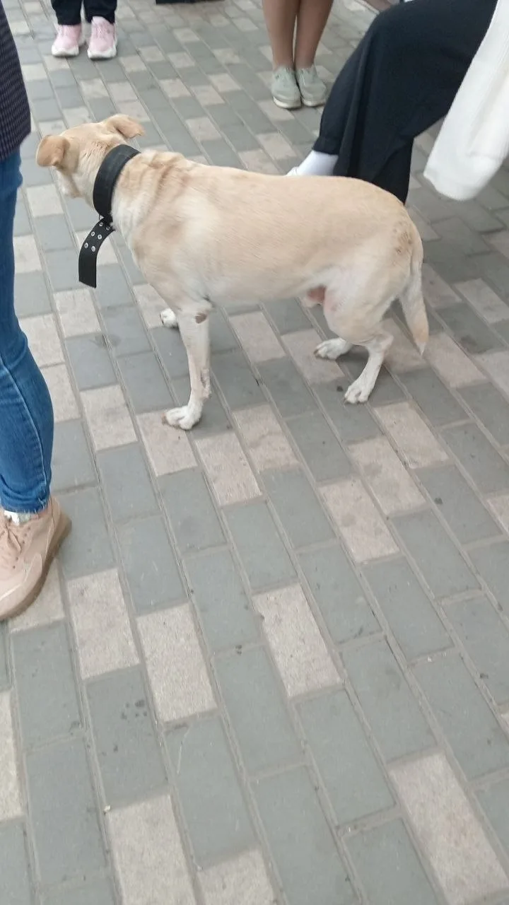 Найдена собака в Липецке — фото питомца