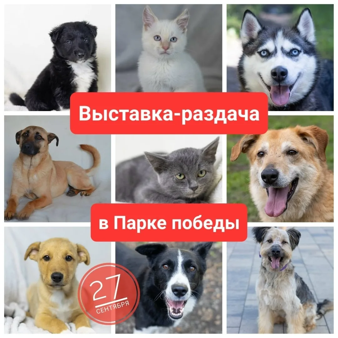Найдена собака в Липецке — фото питомца