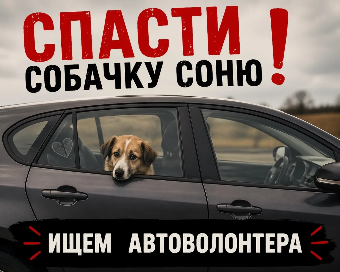 Пропала собака в Кургане — фото питомца