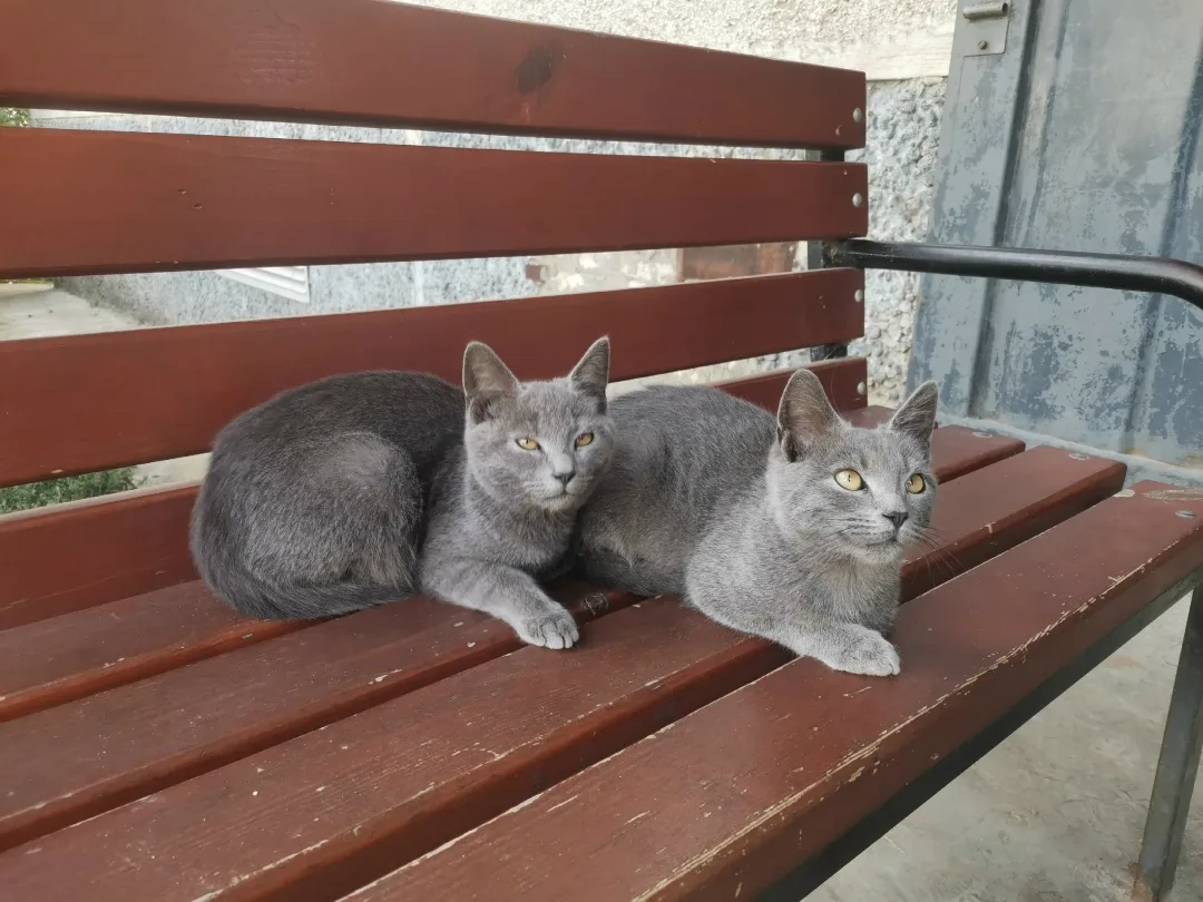 Найдена собака в Липецке — фото питомца
