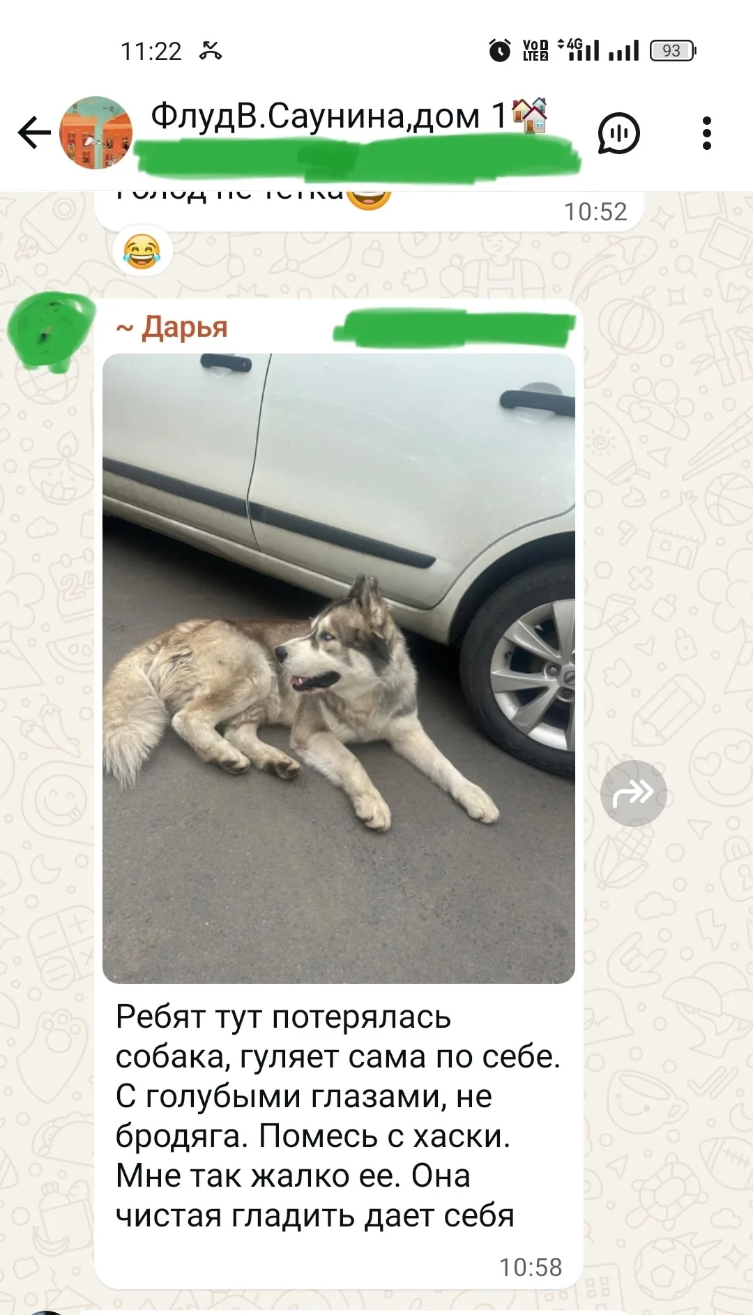 Найдена собака в Липецке — фото питомца