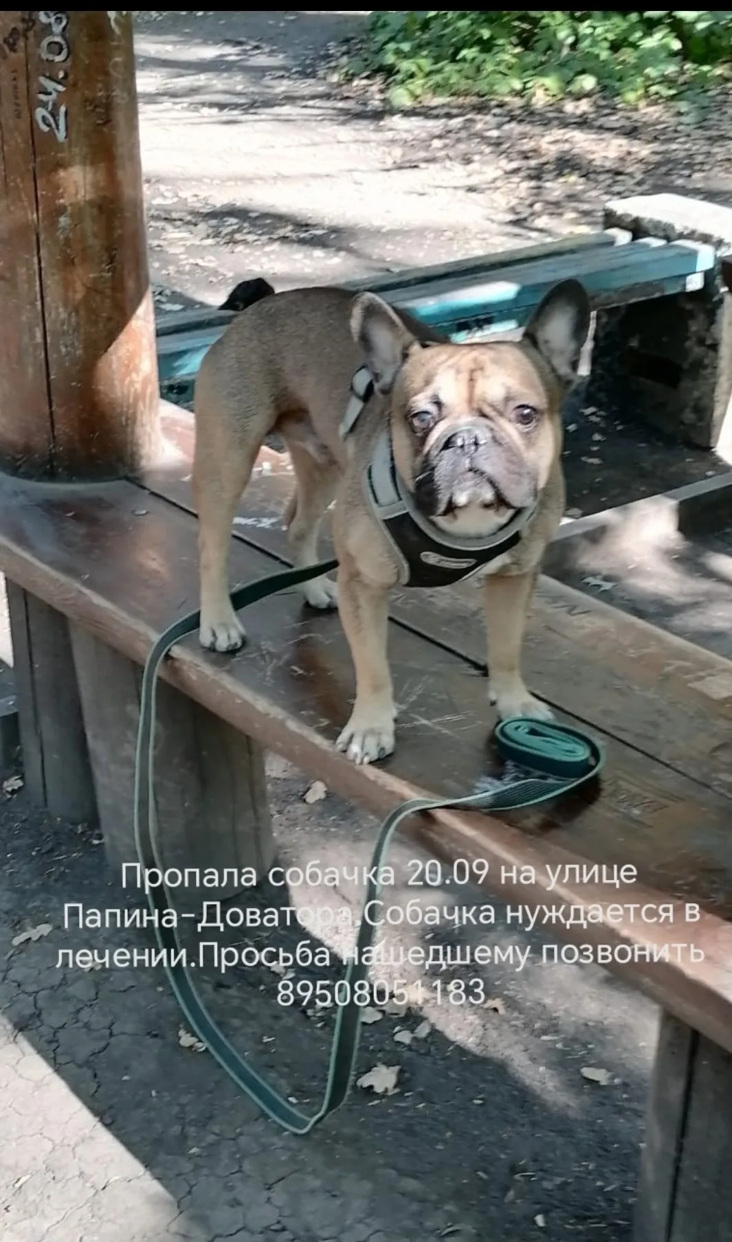 Найдена собака в Липецке — фото питомца