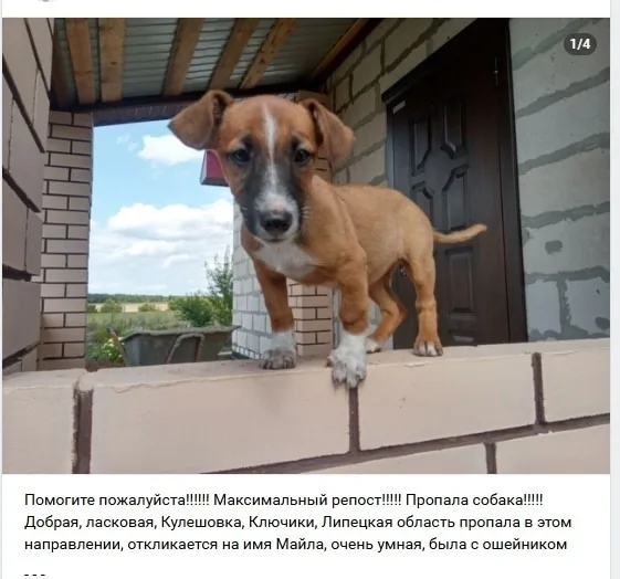 Найдена собака в Липецке — фото питомца
