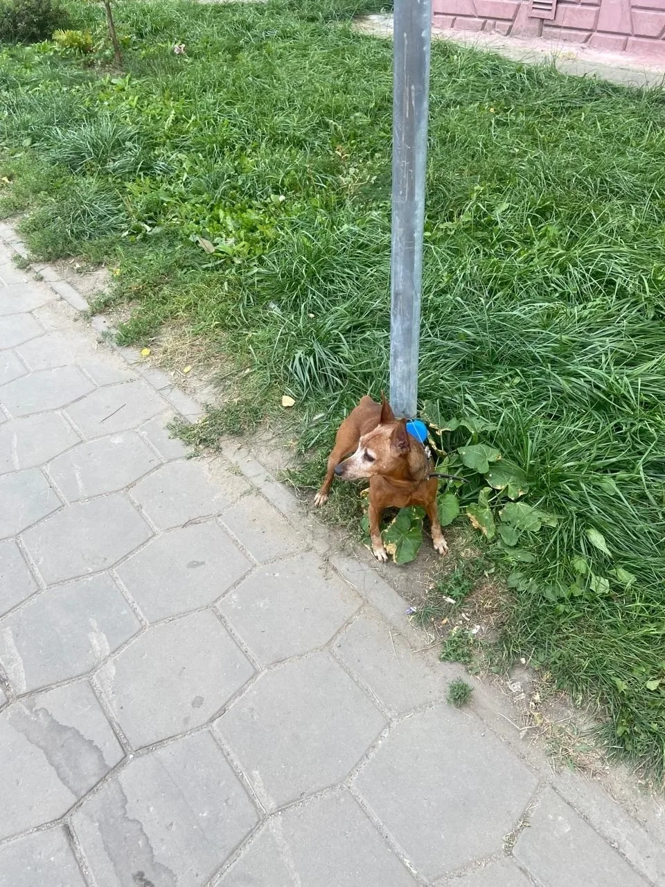 Найдена собака в Липецке — фото питомца