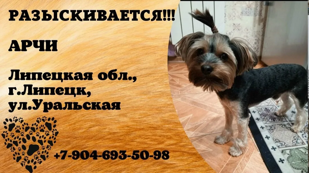 Найдена собака в Липецке — фото питомца