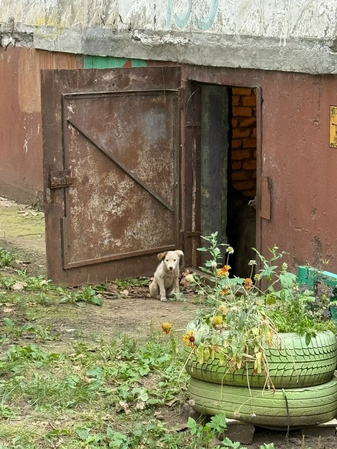 Найдена собака в Липецке — фото питомца