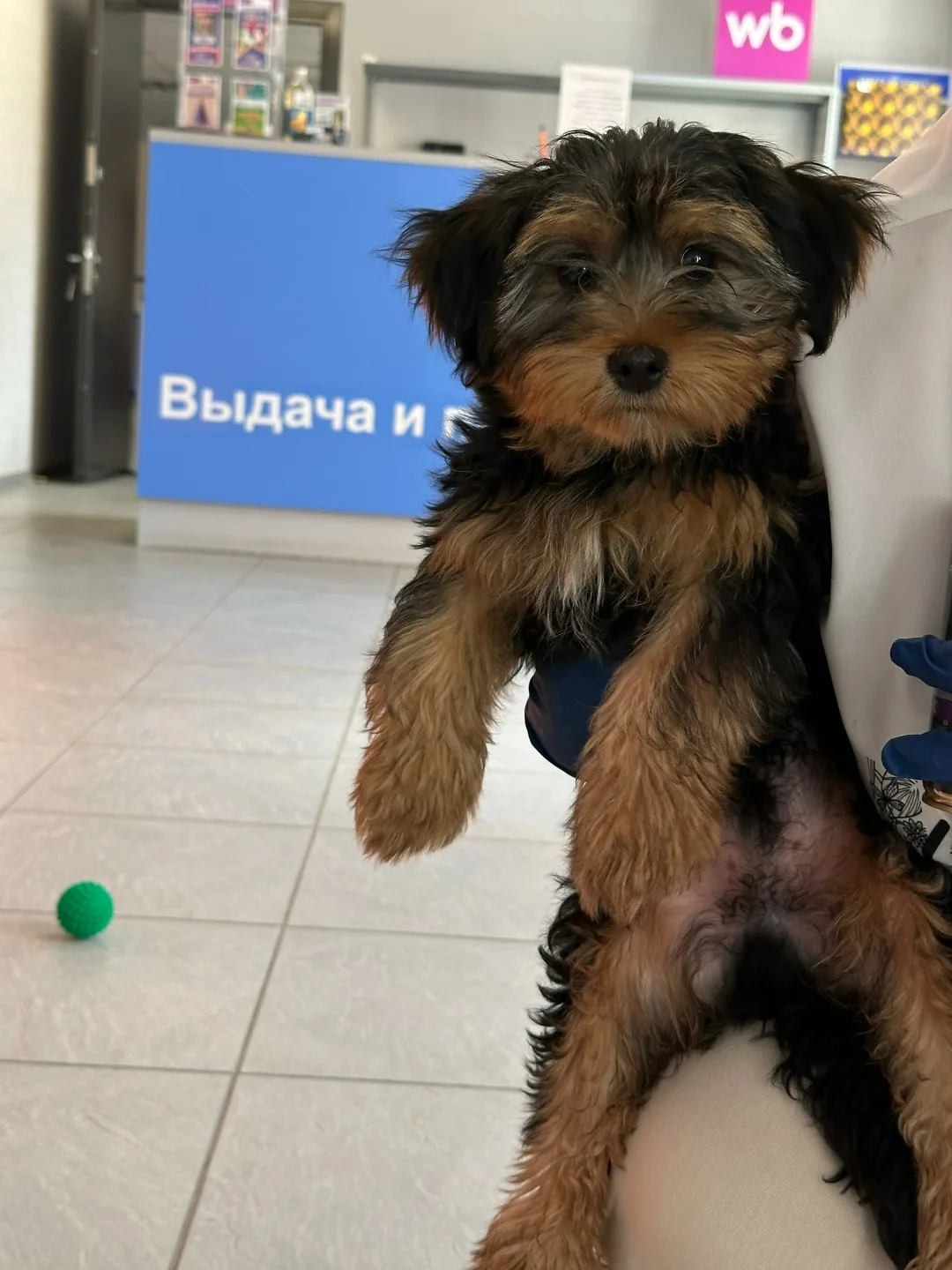 Найдена собака в Липецке — фото питомца