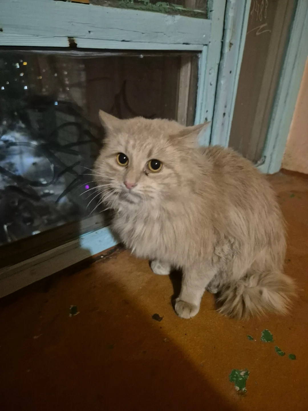 Найдена кошка в Липецке — фото питомца