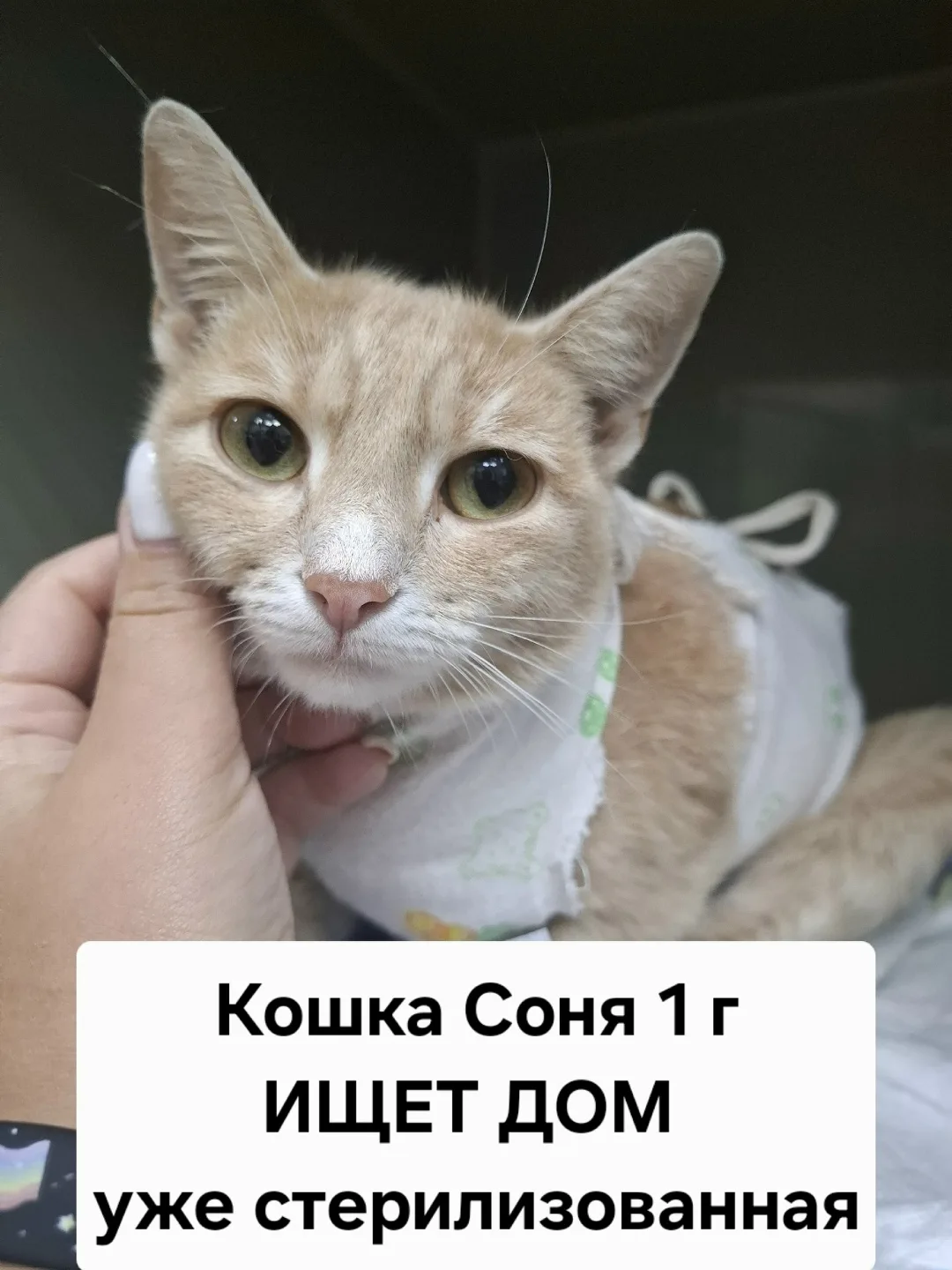 Найдена собака в Липецке — фото питомца
