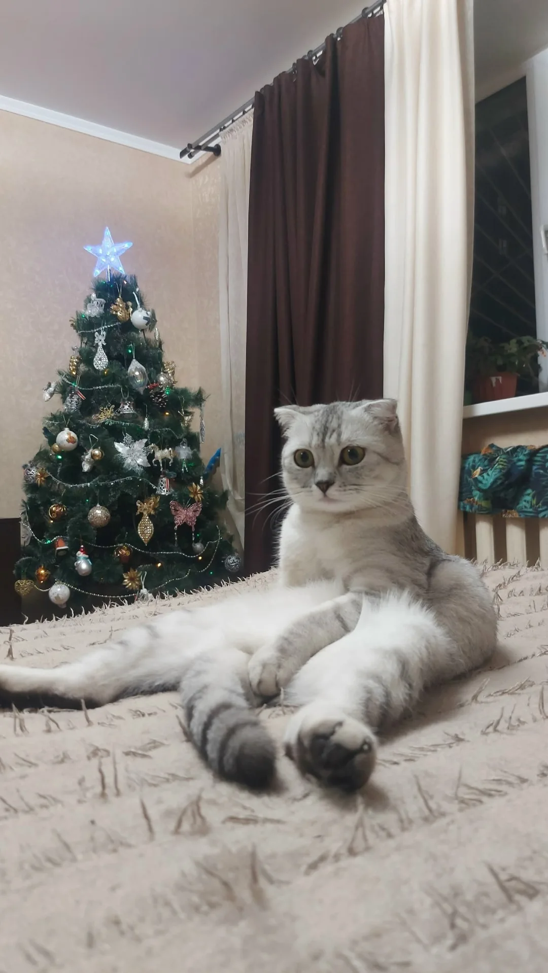Найдена собака в Липецке — фото питомца