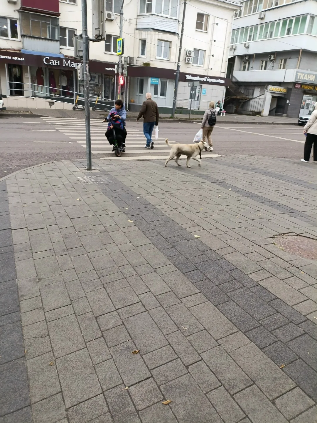 Найдена собака в Липецке — фото питомца