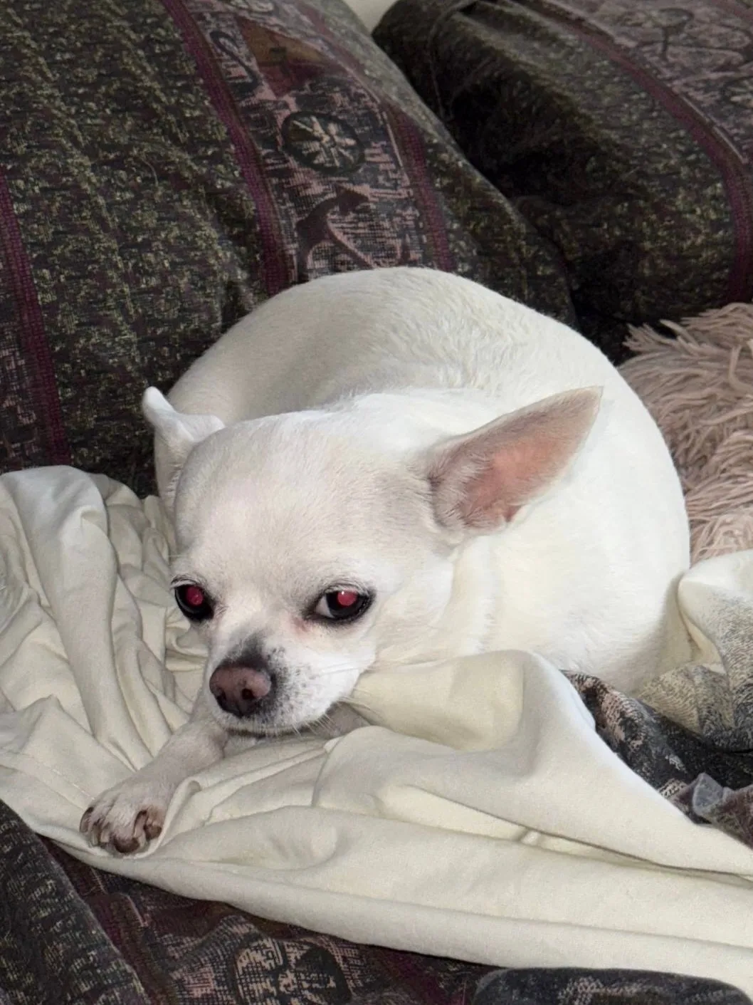Пропала собака в Липецке — фото питомца