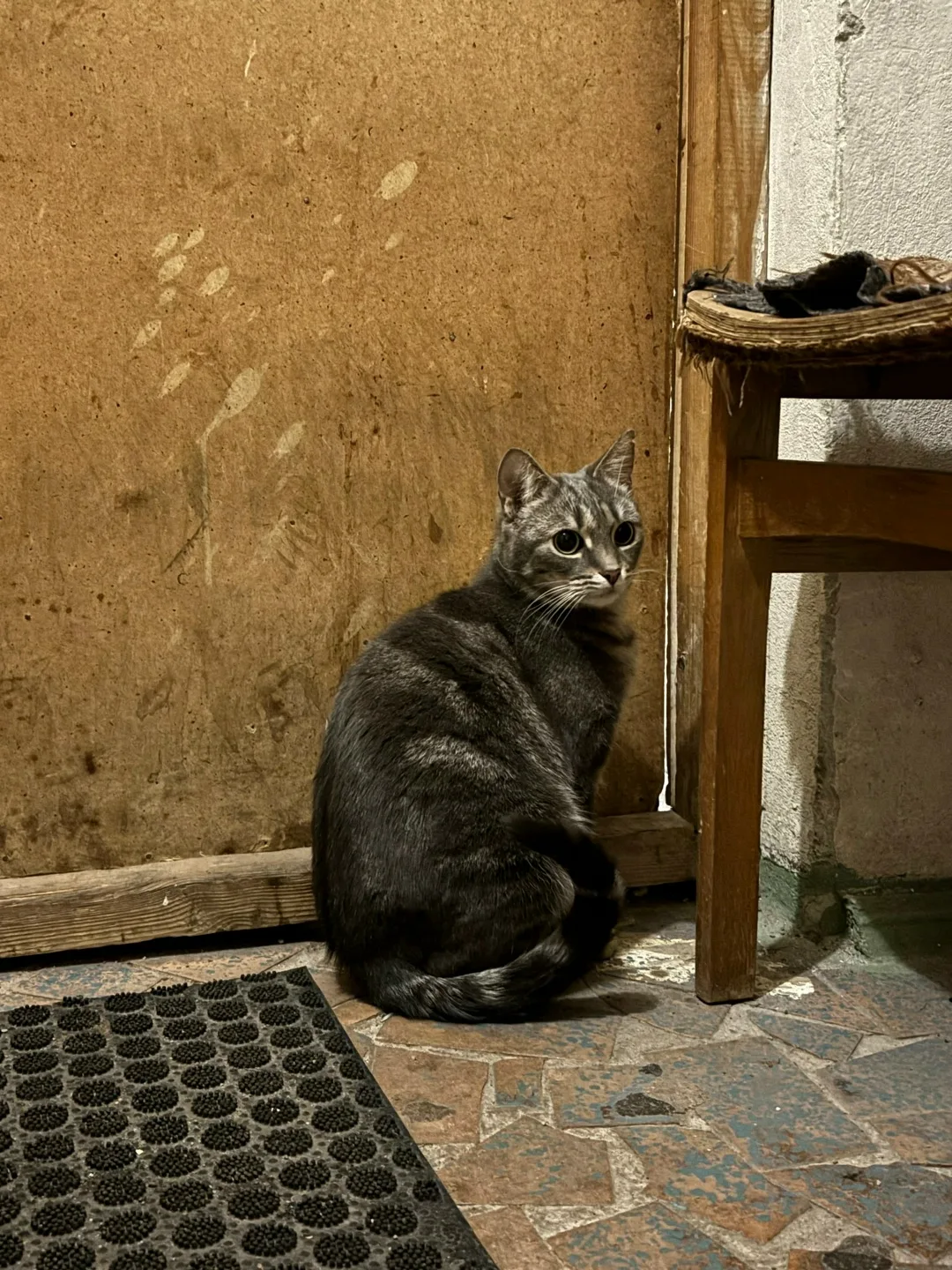 Найдена кошка в Калининграде — фото питомца