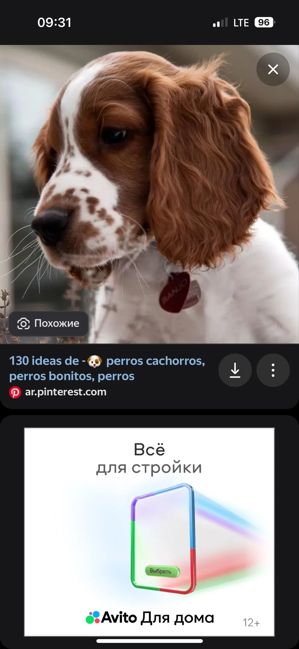 Найдена собака в Липецке — фото питомца